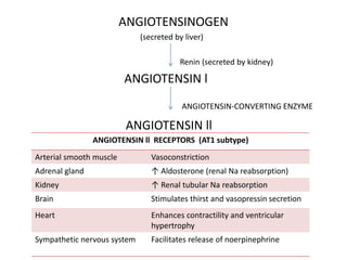ANGIOTENSINOGEN
(secreted by liver)
Renin (secreted by kidney)
ANGIOTENSIN l
ANGIOTENSIN-CONVERTING ENZYME
ANGIOTENSIN ll
ANGIOTENSIN ll RECEPTORS (AT1 subtype)
Arterial smooth muscle Vasoconstriction
Adrenal gland ↑ Aldosterone (renal Na reabsorption)
Kidney ↑ Renal tubular Na reabsorption
Brain Stimulates thirst and vasopressin secretion
Heart Enhances contractility and ventricular
hypertrophy
Sympathetic nervous system Facilitates release of noerpinephrine
 