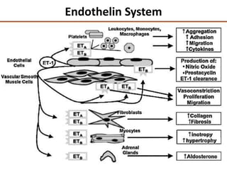 Endothelin System
 