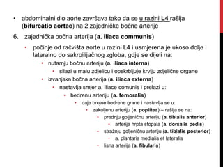 • abdominalni dio aorte završava tako da se u razini L4 rašlja
(bifurcatio aortae) na 2 zajedničke bočne arterije
6. zajednička bočna arterija (a. iliaca communis)
• počinje od račvišta aorte u razini L4 i usmjerena je ukoso dolje i
lateralno do sakroilijačnog zgloba, gdje se dijeli na:
• nutarnju bočnu arteriju (a. iliaca interna)
• silazi u malu zdjelicu i opskrbljuje krvlju zdjelične organe
• izvanjska bočna arterija (a. iliaca externa)
• nastavlja smjer a. iliace comunis i prelazi u:
• bedrenu arteriju (a. femoralis)
•

daje brojne bedrene grane i nastavlja se u:
• zakoljenu arteriju (a. poplitea) – rašlja se na:
• prednju goljeničnu arteriju (a. tibialis anterior)
• arterija hrpta stopala (a. dorsalis pedis)
• stražnju goljeničnu arteriju (a. tibialis posterior)
• a. plantaris medialis et lateralis
• lisna arterija (a. fibularis)

 