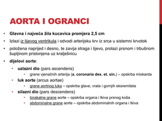 AORTA I OGRANCI
•

Glavna i najveća žila kucavica promjera 2,5 cm

•

Izlazi iz lijevog ventrikula i odvodi arterijsku krv iz srca u sistemni krvotok

•

položena naprijed i desno, te zavija straga i lijevo, prolazi prsnom i trbušnom
šupljinom prislonjena uz kralješnicu

•

dijelovi aorte:

•

uzlazni dio (pars ascendens)
•

•

luk aorte (arcus aortae)
•

•

grane vjenačnih arterija (a. coronaria dex. et. sin.) – opskrba miokarda
grane aortnog luka – opskrba glave, vrata i gornjih eksremiteta

silazni dio (pars descendens)
•
•

torakalne grane aorte – opskrba organa i tkiva prsnog koša
abdominalne grane aorte – opskrba abdominalnih organa i tkiva

 