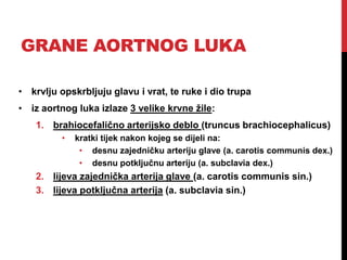 GRANE AORTNOG LUKA
• krvlju opskrbljuju glavu i vrat, te ruke i dio trupa
• iz aortnog luka izlaze 3 velike krvne žile:
1. brahiocefalično arterijsko deblo (truncus brachiocephalicus)
•

kratki tijek nakon kojeg se dijeli na:
• desnu zajedničku arteriju glave (a. carotis communis dex.)
• desnu potključnu arteriju (a. subclavia dex.)

2. lijeva zajednička arterija glave (a. carotis communis sin.)
3. lijeva potključna arterija (a. subclavia sin.)

 