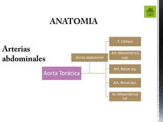 T. Celíaco

                              Art. Mesentérica
            Aorta abdominal         sup.

                               Art. Renal izq.
Aorta Torácica
                               Art. Renal der.

                              Ar. Mesentérica
                                    inf.
 