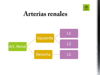 L1
             Izquierda
                         L2
Art. Renal
             Derecha     L1
 