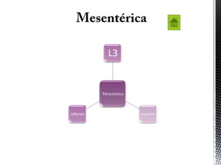 L3


           Mesentérica



inferior                 superior
 