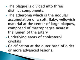  The plaque is divided into three
distinct components:
 The atheroma which is the nodular
accumulation of a soft, flaky, yellowish
material at the center of large plaques,
composed of macrophages nearest
the lumen of the artery
 Underlying areas of cholesterol
crystals
 Calcification at the outer base of older
or more advanced lesions.
 