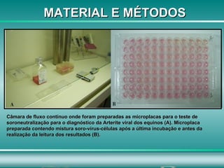MATERIAL E MÉTODOS Câmara de fluxo contínuo onde foram preparadas as microplacas para o teste de soroneutralização para o diagnóstico da Arterite viral dos equinos (A). Microplaca preparada contendo mistura soro-vírus-células após a última incubação e antes da realização da leitura dos resultados (B). 