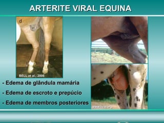 BELL et al., 2006 www.ivis.org ARTERITE VIRAL EQUINA - Edema de glândula mamária  - Edema de escroto e prepúcio - Edema de membros posteriores 