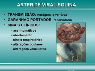 Arterite Equina