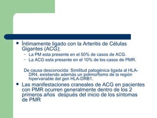  Íntimamente ligado con la Arteritis de Células
Gigantes (ACG);
– La PM esta presente en el 50% de casos de ACG.
– La ACG esta presente en el 10% de los casos de PMR.
De causa desconocida: Similitud patogénica ligada al HLA-
DR4, existiendo además un polimorfismo de la región
hipervariable del gen HLA-DRB1.
 Las manifestaciones craneales de ACG en pacientes
con PMR ocurren generalmente dentro de los 2
primeros años después del inicio de los síntomas
de PMR
 