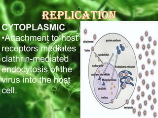 CYTOPLASMIC
•Attachment to host
receptors mediates
clathrin-mediated
endocytosis of the
virus into the host
cell.

 
