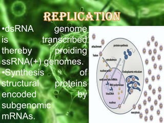 •dsRNA
genome
is
transcribed
thereby
proiding
ssRNA(+) genomes.
•Synthesis
of
structural
proteins
encoded
by
subgenomic
mRNAs.

 