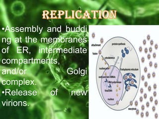 •Assembly and buddi
ng at the membranes
of ER, intermediate
compartments,
and/or
Golgi
complex.
•Release
of
new
virions.

 