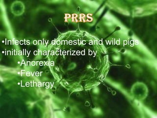 •Infects only domestic and wild pigs
•initially characterized by
•Anorexia
•Fever
•Lethargy

 