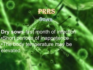 Dry sows-first month of infection
•Short periods of inappetence
•The body temperature may be
elevated

 