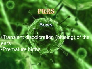 •Transient discoloration (blueing) of the
ears
•Premature births

 