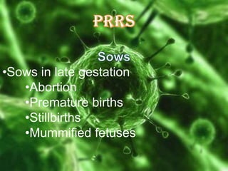 •Sows in late gestation
•Abortion
•Premature births
•Stillbirths
•Mummified fetuses

 