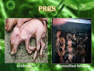 stillbirth

Mummified fetuses

 