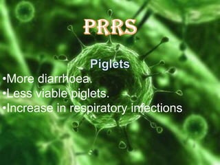 •More diarrhoea.
•Less viable piglets.
•Increase in respiratory infections

 