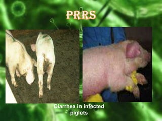Diarrhea in infected
piglets

 