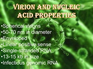 •Spherical virions
•50-70 nm in diameter
•Enveloped
•Linear positive sense
•Single-stranded RNA
•13-15 kb in size
•Infectious genomic RNA

 