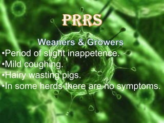 •Period of slight inappetence.
•Mild coughing.
•Hairy wasting pigs.
•In some herds there are no symptoms.

 