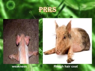 weakness

Rough hair coat

 