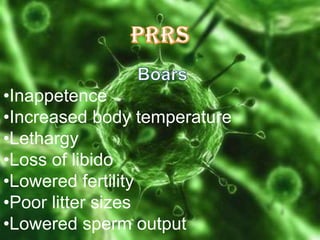 •Inappetence
•Increased body temperature
•Lethargy
•Loss of libido
•Lowered fertility
•Poor litter sizes
•Lowered sperm output

 