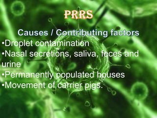 •Droplet contamination
•Nasal secretions, saliva, feces and
urine
•Permanently populated houses
•Movement of carrier pigs.

 
