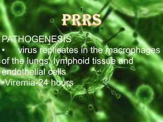 PATHOGENESIS
• virus replicates in the macrophages
of the lungs, lymphoid tissue and
endothelial cells
•Viremia-24 hours

 