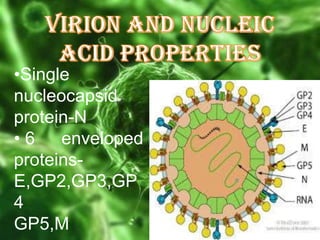 •Single
nucleocapsid
protein-N
• 6 enveloped
proteinsE,GP2,GP3,GP
4
GP5,M

 