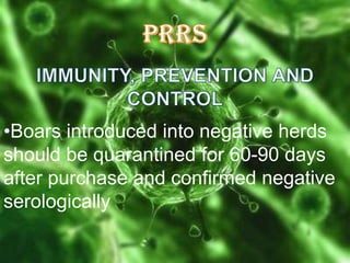 •Boars introduced into negative herds
should be quarantined for 60-90 days
after purchase and confirmed negative
serologically

 