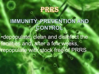 •depopulate, clean and disinfect the
facilities and, after a few weeks,
repopulate with stock free of PRRS

 