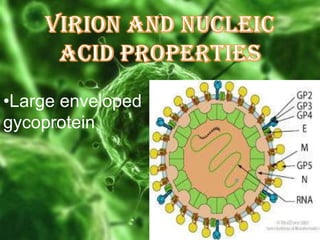 •Large enveloped
gycoprotein

 