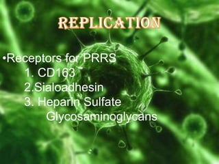•Receptors for PRRS
1. CD163
2.Sialoadhesin
3. Heparin Sulfate
Glycosaminoglycans

 