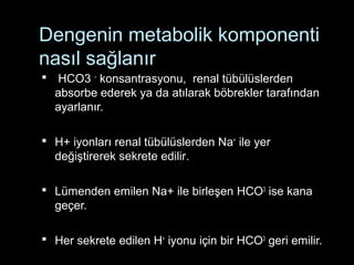 Dengenin metabolik komponenti
nasıl sağlanır
 HCO3 –
konsantrasyonu, renal tübülüslerden
absorbe ederek ya da atılarak böbrekler tarafından
ayarlanır.
 H+ iyonları renal tübülüslerden Na+
ile yer
değiştirerek sekrete edilir.
 Lümenden emilen Na+ ile birleşen HCO3
ise kana
geçer.
 Her sekrete edilen H+
iyonu için bir HCO3
geri emilir.
 