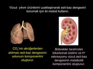 Vücut yıkım ürünlerini uzaklaştırarak asit-baz dengesini
korumak için iki metod kullanır;
CO2’nin akciğerlerden
atılması asit-baz dengesinin
solunum komponentini
oluşturur.
Böbrekler tarafından
bikarbonat üretimi ve H+
sekresyonu vücut asit-baz
dengesinin metabolik
komponentini oluşturur.
 
