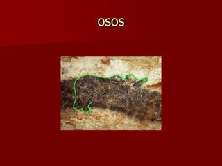 osos 