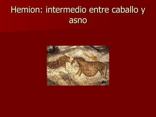 Hemion: intermedio entre caballo y asno 