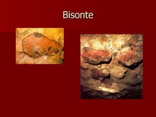 Bisonte 