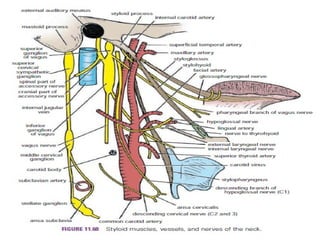 Anatomy of arterial supply of head and neck ppt | PPTX