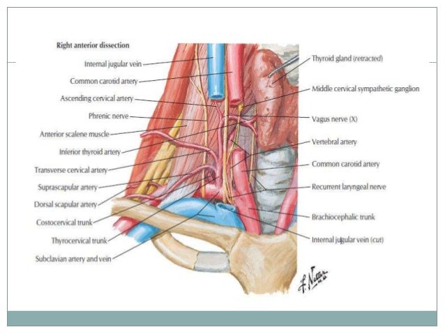 thyrocervical trunk