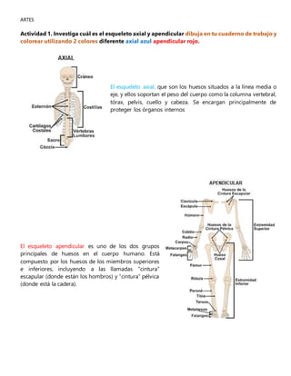 ARTES
Actividad 1. Investiga cuál es el esqueleto axial y apendicular dibuja en tu cuaderno de trabajo y
colorear utilizando 2 colores diferente axial azul apendicular rojo.
El esqueleto axial, que son los huesos situados a la línea media o
eje, y ellos soportan el peso del cuerpo como la columna vertebral,
tórax, pelvis, cuello y cabeza. Se encargan principalmente de
proteger los órganos internos
El esqueleto apendicular es uno de los dos grupos
principales de huesos en el cuerpo humano. Está
compuesto por los huesos de los miembros superiores
e inferiores, incluyendo a las llamadas “cintura”
escapular (donde están los hombros) y “cintura” pélvica
(donde está la cadera).
 