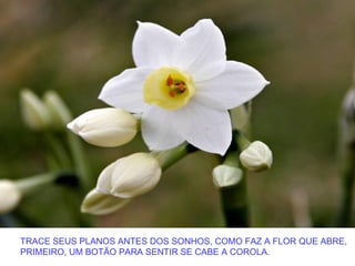 TRACE SEUS PLANOS ANTES DOS SONHOS, COMO FAZ A FLOR QUE ABRE,
PRIMEIRO, UM BOTÃO PARA SENTIR SE CABE A COROLA.
 