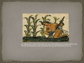  La región de la selva húmeda era muy favorable para la agricultura; las 
lluvias abundantes y las crecientes de ríos fertilizaban la tierra. 
 