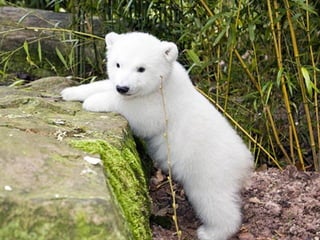 Petit Ours Blanc