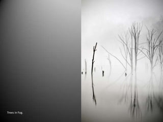 Trees in Fog.
 