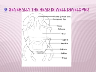 GENERALLY THE HEAD IS WELL DEVELOPED
 
