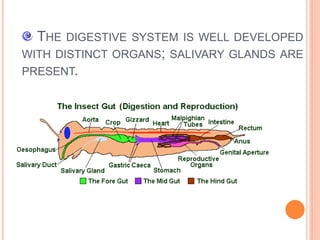 THE DIGESTIVE SYSTEM IS WELL DEVELOPED
WITH DISTINCT ORGANS; SALIVARY GLANDS ARE
PRESENT.
 