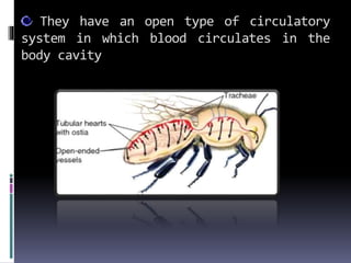 They have an open type of circulatory
system in which blood circulates in the
body cavity
 