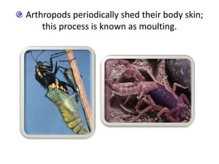 Arthropods periodically shed their body skin;
this process is known as moulting.
 